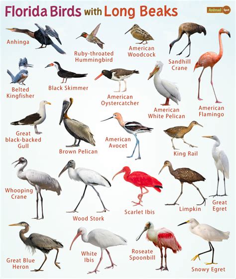 birds with long beaks names.